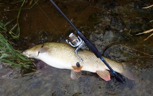 pêche-barbeau-au-leurre